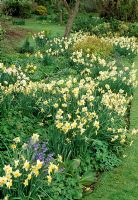 Spring border of Narcissus - Bickham House, Near Exeter, Devon