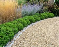 Gravel driveway edged with clipped Hebe, Perovskia, Stipa gigantea and Phormium