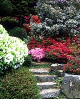 Steps with Azaleas in May - Leonardslee gardens