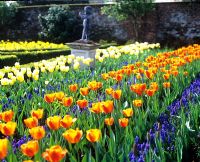 Formal garden with Tulipa 'Appledoorn Elite' and Muscari in April - Dunsborough Park, Surrey