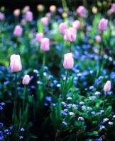 Tulipa 'Pink Diamond' and Myosotis 
