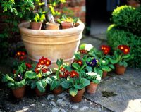 Casual grouping of Primula around base of pot