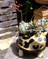 Succulents in a pig shaped container