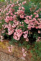 Rosa 'The Fairy' in raised brick bed - Glansevern Hall Gardens, Welshpool, Wales in July