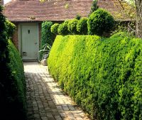 Topiary balls on top of hedge and pathway leading to door - Charlotte Molesworth's garden, Kent