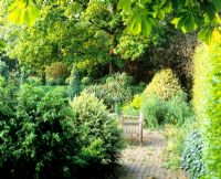 Bench in paved area, plants chosen for foliage and view to hedge with topiary balls - Charlotte Molesworth's garden, Kent