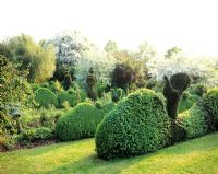 View across topiary and shaped hedges to woodland - Charlotte Molesworth's garden, Kent