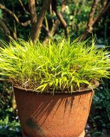 Variegated grass in rustic container - Charlotte Molesworth's garden, Kent