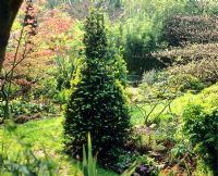 Woodland area with Acer and Buxus conical topiary - Charlotte Molesworth's garden, Kent