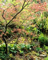 Acer in woodland - Charlotte Molesworth's garden, Kent