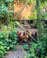 Hens behind a wire fence in a hen coop - Charlotte Molesworth's garden, Kent