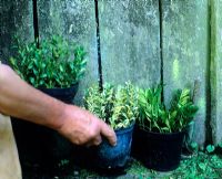 Step by step 8 of taking box cuttings in August. Place in a north facing location for a year. Check from time to time to avoid them drying out and don't over water - Charlotte Molesworth's garden, kent