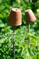Terracotta pots on top of canes supporting tomato plants