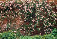 Rosa 'Albertine' on the wall of barn, underpalnted with Alchemilla molllis - The Long Barn, Eastnore, Herefordshire