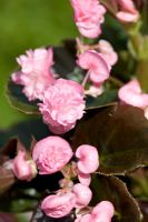 Begonia 'Doublet Pink'