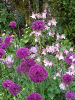 Alliums and Aquilegia flowering in May - Tapeley Park