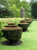 Yew topiary in Tapeley Park 