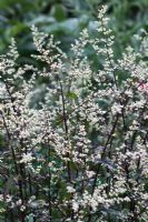 Artemisia lactiflora Guizhou Group