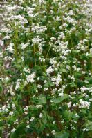 Fagopyrum esculenyum - Buckwheat