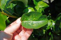 Eriophytes pyri - Pear leaf blister mite, showing early symptoms on upper leaf surface
