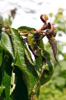 Myzus cerasi - Cherry blackfly on new cherry growth