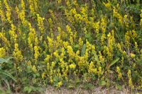 Galium verum - Ladies bedstraw in flower on heathland