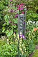Trellis with Clematis 'Rouge Cardinal' and Malva sylvestris var. Mauritiana in background, Alstromeria, Astrantia 'Shaggy' Sisyrinchium and Striatum in pretty secluded suburban garden - High Trees, NGS, Longton, Stoke-on-Trent, Staffordshire