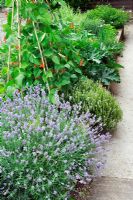 Small raised herb and vegetable border in domestic garden. Planting includes Lavandula, runner beans, courgettes and Thymus 