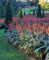 Sweep of Sorghum interplanted with Cedar trees - Chanticleer Garden, Philadelphia, USA