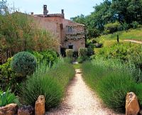 Gravel path leading to traditional provencal style house. Planting includes Lavender hedge, Tamrisk shrubs and climbing roses - Luberon Garden, Provence, France