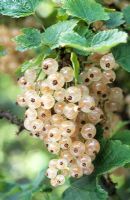 Ribes 'White Transclucent' 