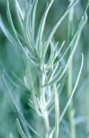 Helichrysum italicum syn. angustifolia - Curry plant 