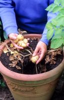 Harvesting container grown new potatoes 'Sante'