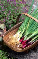 Trug of freshly harvested spring onions 'Deep Purple' and 'White Lisbon' 
