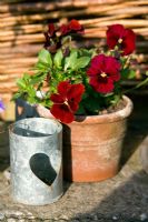 Viola 'Penny Red Blotch' in a clay pot