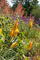 Kniphofia 'Bees Sunset' and Phlomis Russelliana in mixed border - Birmingham Botanical Gardens 