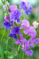 Lathyrus 'Oxford Blue' and 'Pall Mall'