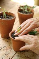 Potting up a tomato seedling - Firming in
