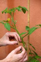 Step by step of planting tomatoes in a growing bag - Tying leading shoot to cane as it grows