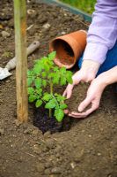 Step by step of preparing a vegetable bed for planting tomatoes - Planting young tomato plant next to stake