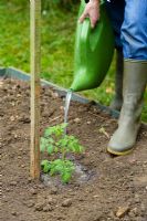 Step by step of preparing a vegetable bed for planting - Watering a newly planted tomato plant