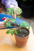 Step by step of grafting a tomato plant - Removing top of mother plant