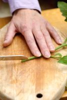 Step by step of grafting a tomato plant - Making a slanting cut to form a 'V' shaped end