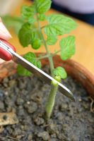 Step by step of grafting a tomato plant - Slicing down middle of stem of rootstock
