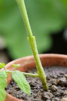 Step by step of grafting a tomato plant - Cutting inserted into rootstock