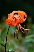 Lilium 'Henry' - The Turk's Cap Lily with raindrops