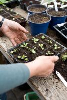 Pricking out seedlings - Kate Nicoll's Succession's Nursery, Oxfordshire