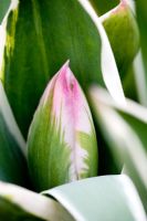 Tulip in bud - Kate Nicoll's Succession's Nursery, Oxfordshire