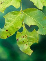 Leaf cutter bee - Megachile sp. Damage to rose leaf