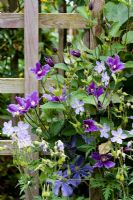 Clematis 'Arabella'  AGM with Geranium possibly 'Mrs Kendall Clarke'